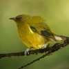 Medosavka novozelandska - Anthornis melanura - Bellbird - makomako 6573